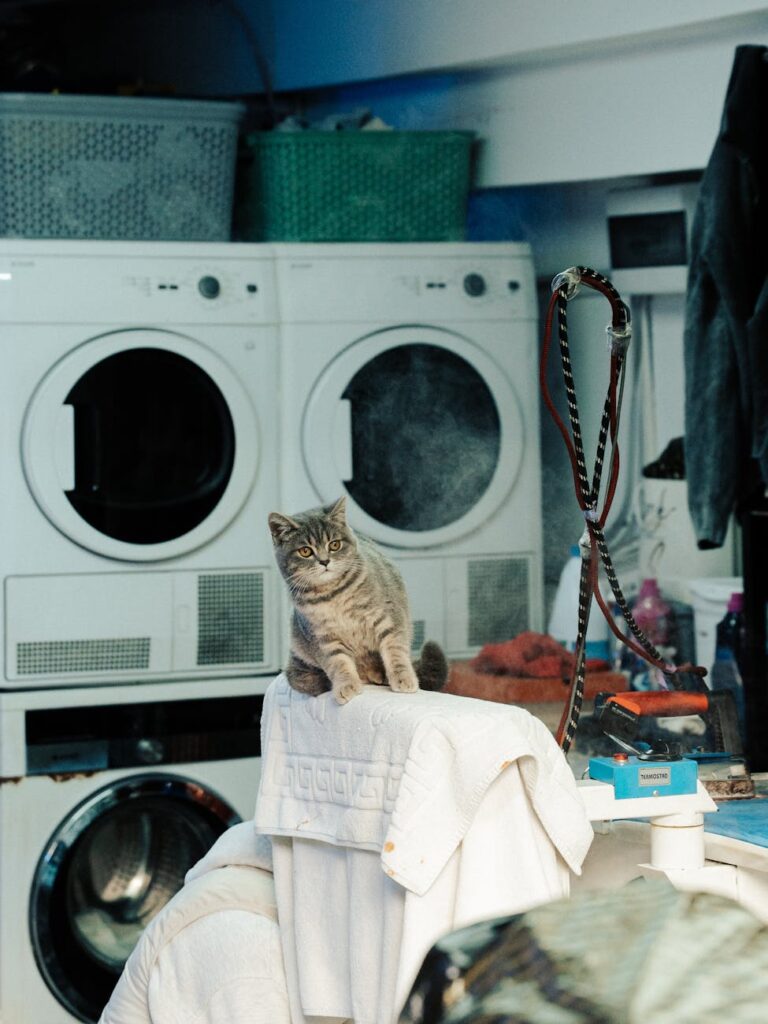 curious cat in a laundry room setting
