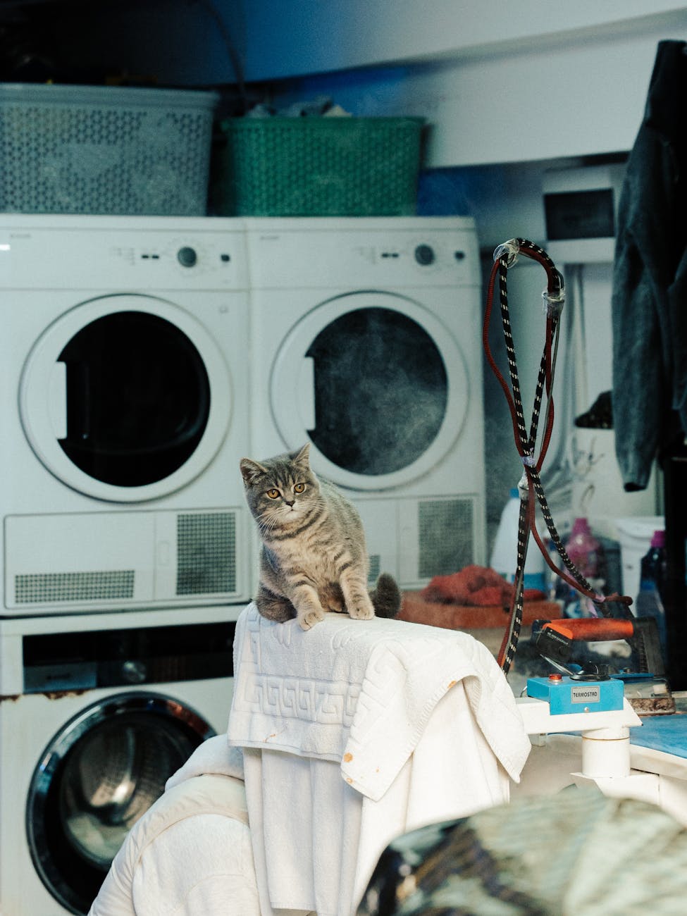 curious cat in a laundry room setting